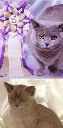 show results