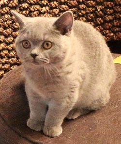 Ambritt top british shorthair