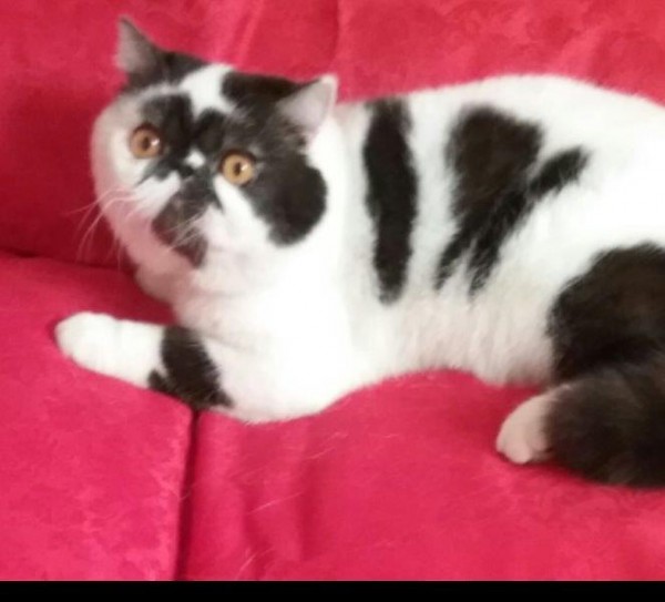 Supreme CH,CCCA CH,QFA Sap DGC,ANCATS Silver DGC Twomor Darci B Good 4 Us