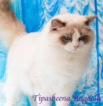 Tipasheena Here Comes Trouble 