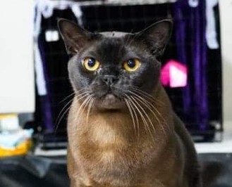 Silver DGC Sabokah Cathmandu 
