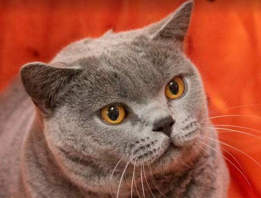 Bluesteel Prince Philip 