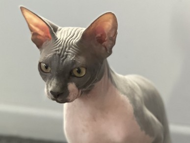 Sphynxwillow Harvey 