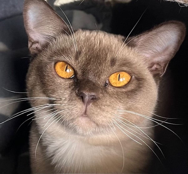Jemville Burmese