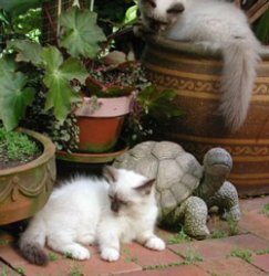 Metinka Birmans