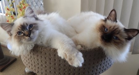 Dreampoint Birmans