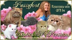 Pussyfoot Exotic & Persians