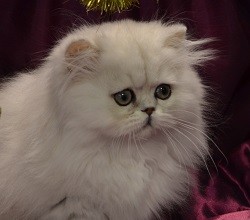Jandindi Exotic Shorthairs & Persians