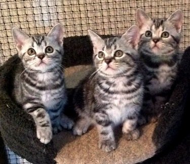 Blazer American Shorthairs