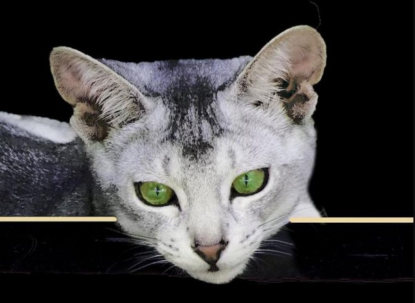 Shayba Abyssinians