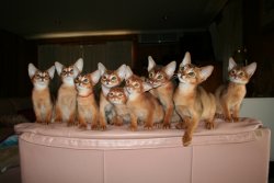 Osiris(V) & Chat d Or Abyssinians