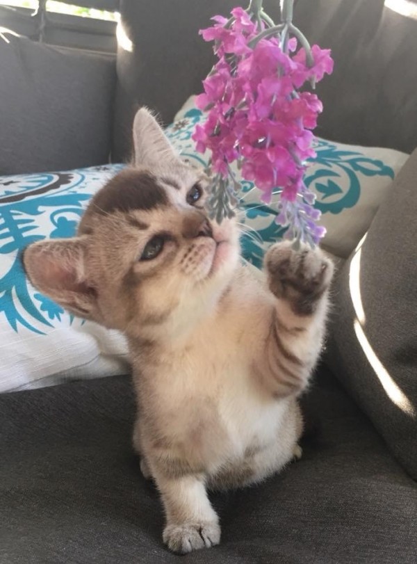 Kittykatz Asians