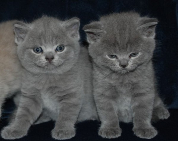 Bellashai British Shorthair