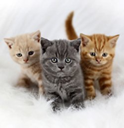 Furdinkum British Shorthairs
