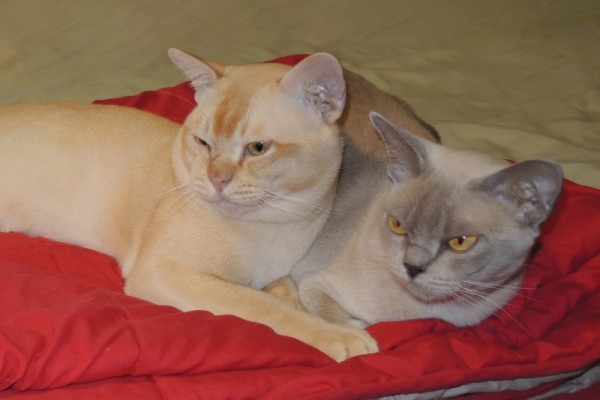 Amberville Burmese