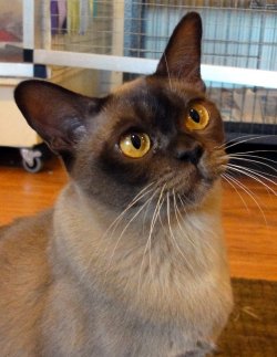 Bahati Burmese
