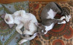 Javek Devon Rex
