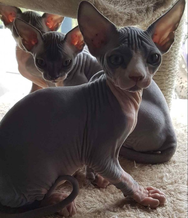 Besphynxd Sphynx