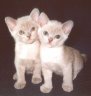 Burabylla Burmese