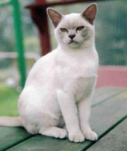 Lushei Burmese