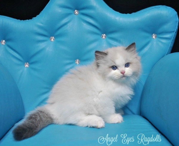 ANGELEYES RAGDOLL