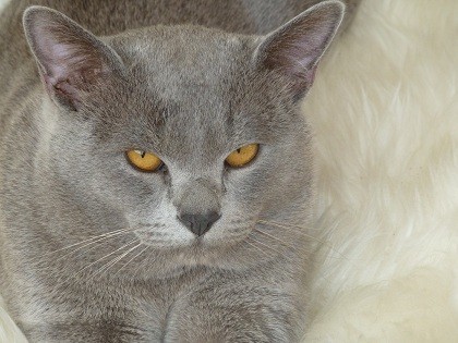 Arells Burmese