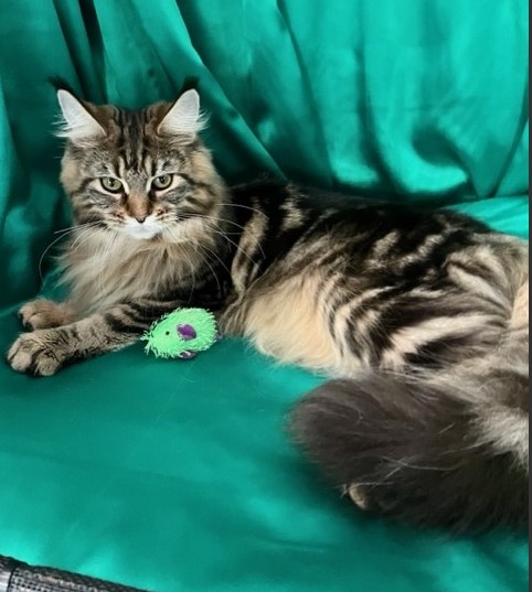 Riokay Maine Coons