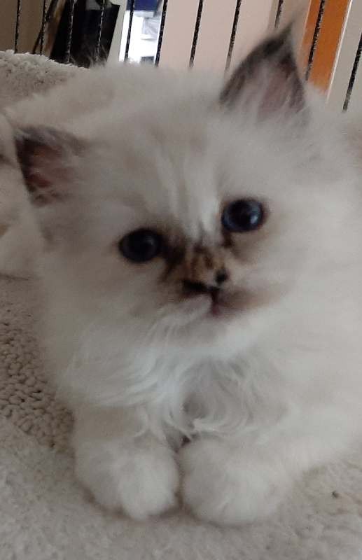 Bobbysocks Birmans