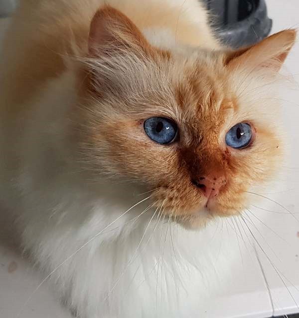 Bobbysocks Birmans