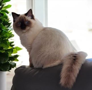 Royalpaws Ragdolls