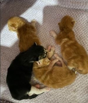 Riokay Maine Coons