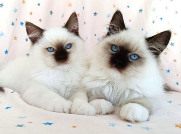 ANNELINA RAGDOLL