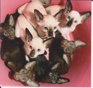 Malu Orientals & Siamese