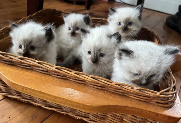 ROYALRICKS RAGDOLL