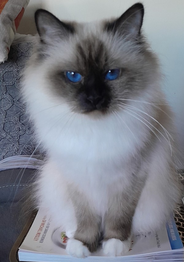 Bobbysocks Birmans