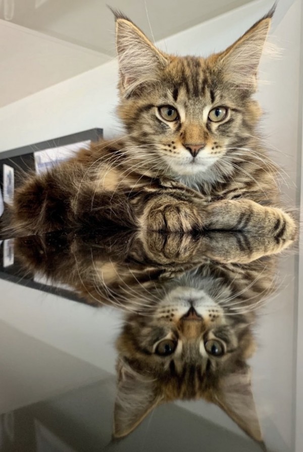 Ragidaze Maine Coons