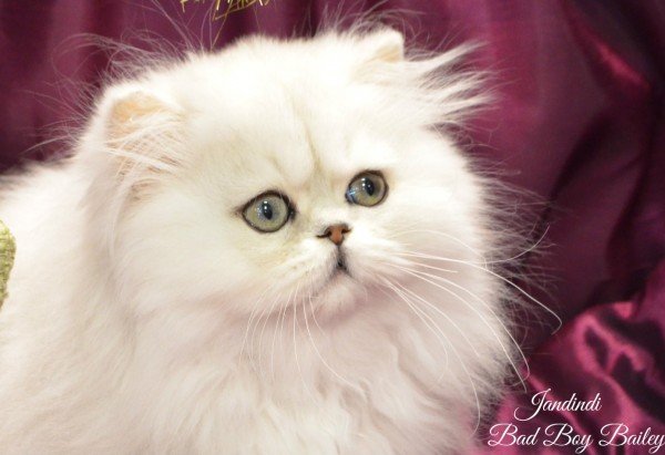 Jandindi Exotic Shorthairs & Persians