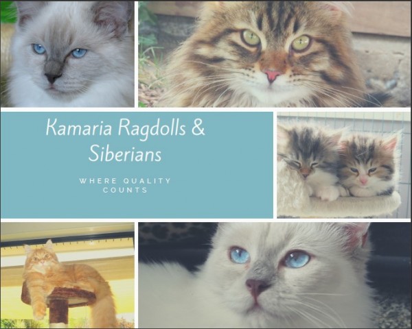 KAMARIA RAGDOLLS & SIBERIAN