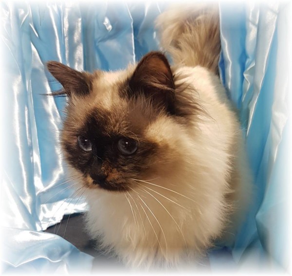 Kittann Birman