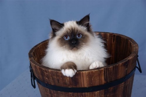 Maisondechat Birmans