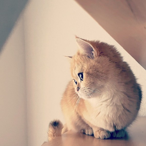 MILUK BRITISH SHORTHAIR