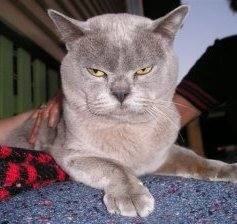 Chattan Burmese