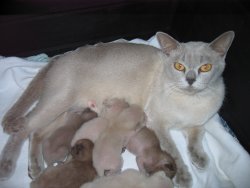 Jemville Burmese