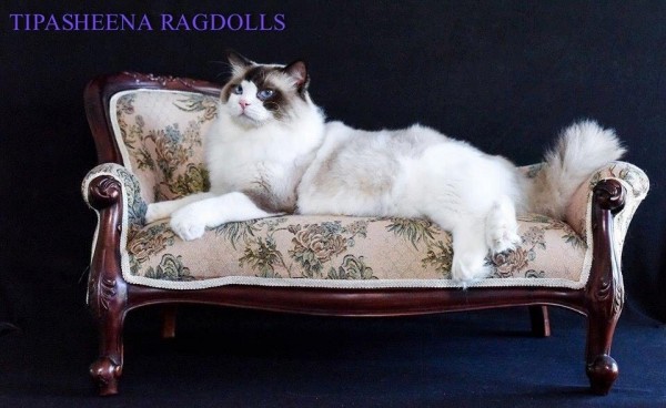 Tipasheena Ragdolls