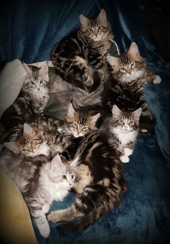 Yendor Maine Coons