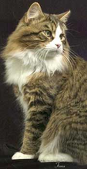 siberian cat