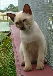 Burmese kitten