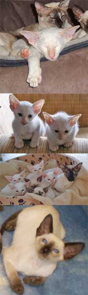 siamese & oriental kittens