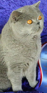 Burmese cat