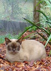 burmese cat